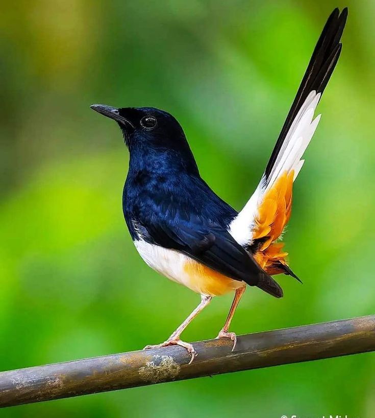 Mengenal Jenis Burung Murai Batu yang Populer di Kalangan Kicau Mania