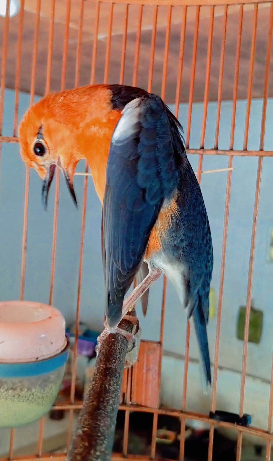 Burung Anis Merah