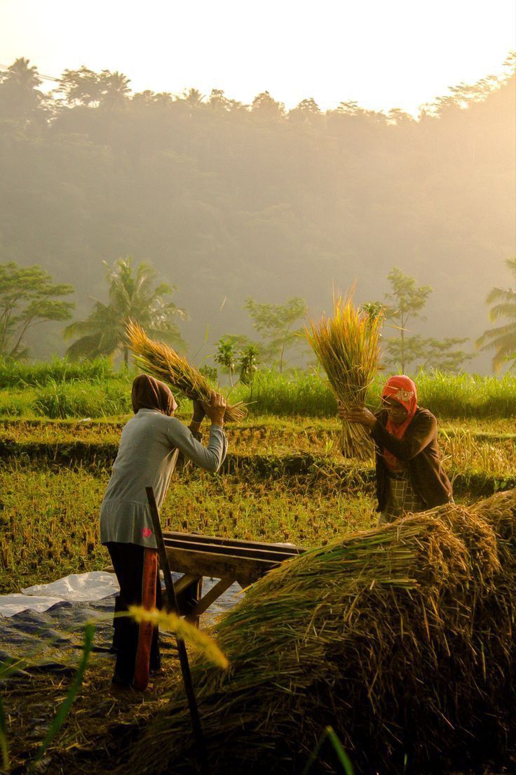 Panen Raya Padi di Desa Ngantru, Semangat Petani Luar Biasa