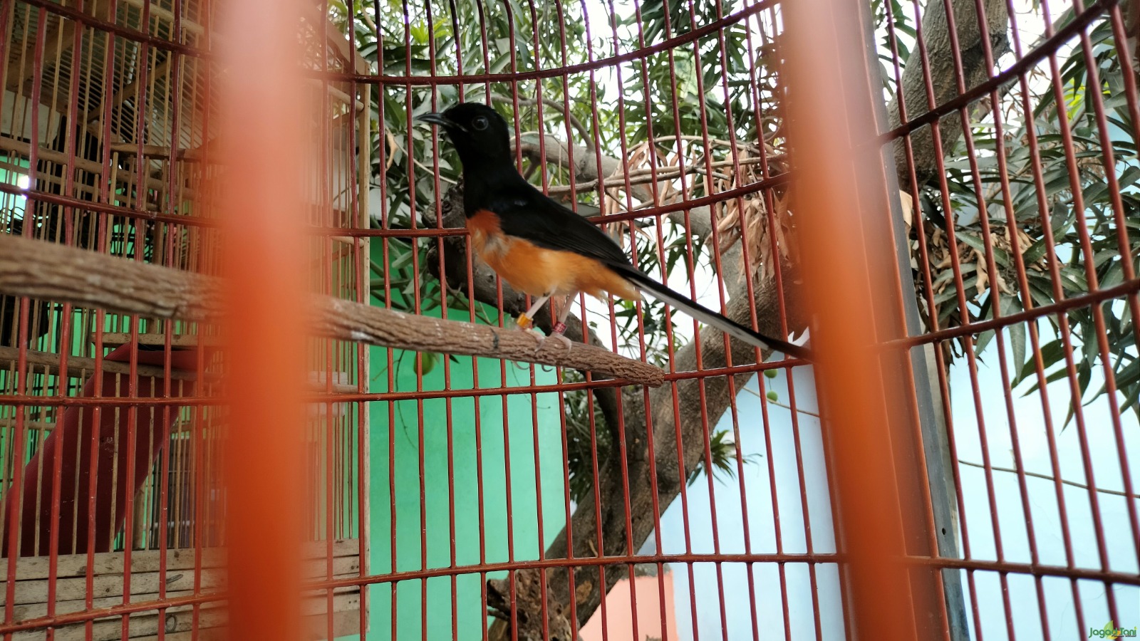 foto: Jagad Tani