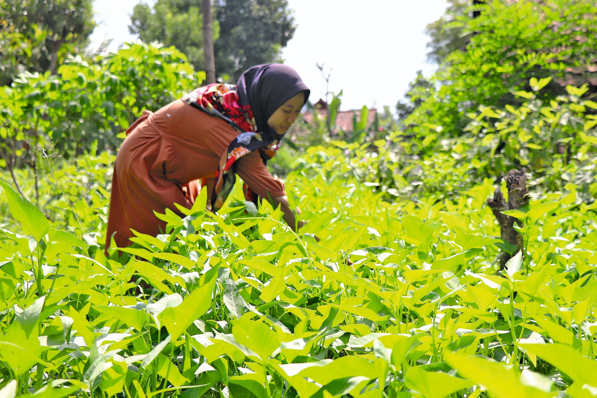 Salah satu warga Desa Tiudan, Kecamatan Gondang sedang memetik sayur di lahan binaan BUMDes Berkah Berseri. (YOGA DD/RADAR TULUNGAGUNG)