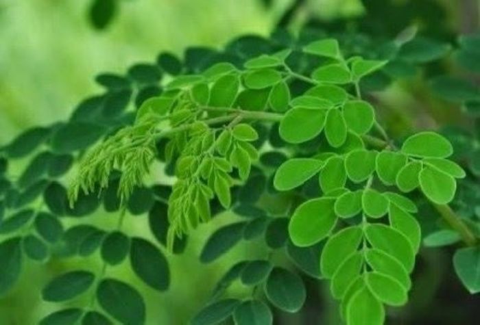 Daun kelor dipercaya dapat membuka mata batin dan membersihkan diri secara spiritual