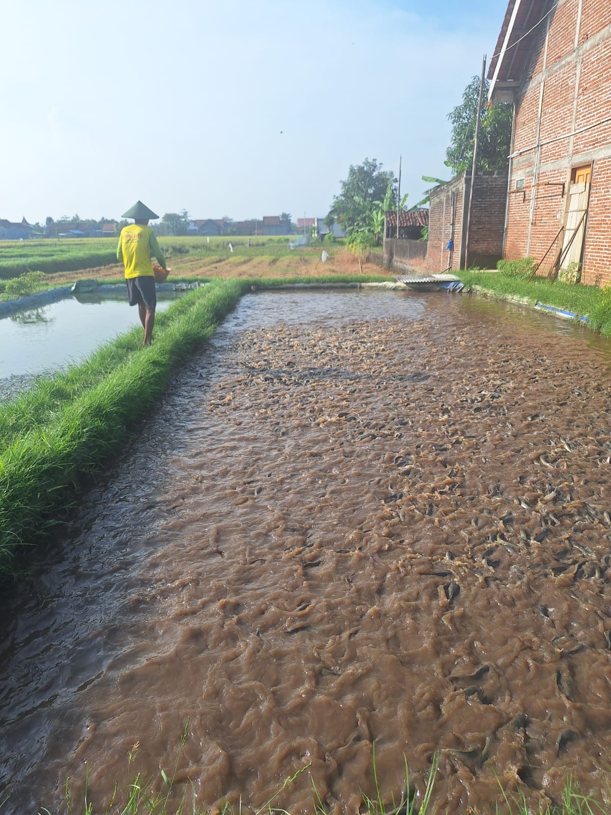Peternak lele sedang memberi makan lele&nbsp;di kolamnya, di Desa Gondosuli, Kecamatan&nbsp;Gondang, Tulungagung.