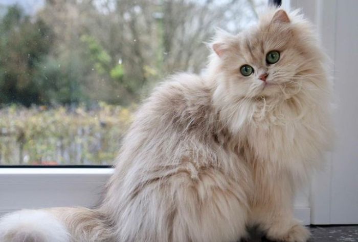 Nikah kucing atau temanten kucing, adat unik di Tulungagung