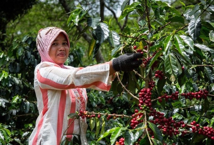 Biji kopi robusta dan arabika asli Tulungagung