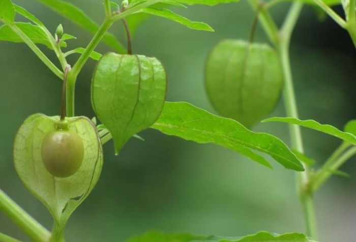 Nostalgia dengan buah ceplukan, ternyata punya sejuta manfaat
