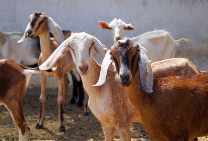 Sebelum naik, segini harga kambing di Tulungagung sebelum Idul Adha