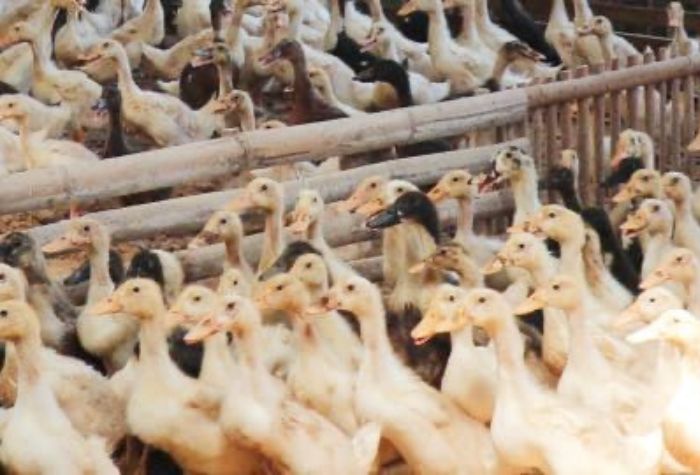 Inilah keunggulan bebek Besole Tulungagung