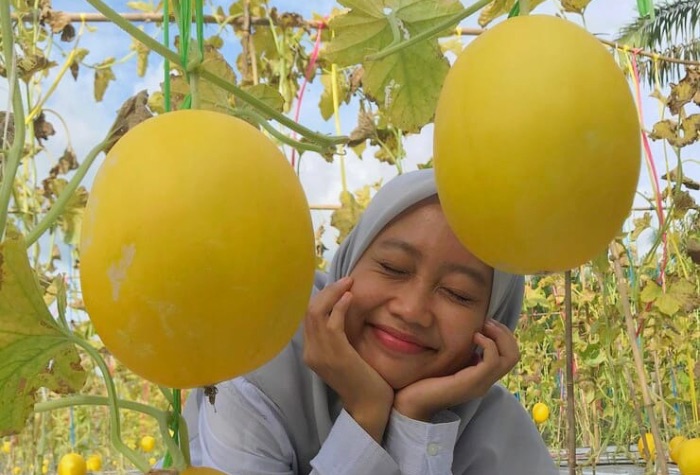 Kenalin wisata petik melon di Desa Jabalsari Tulungagung