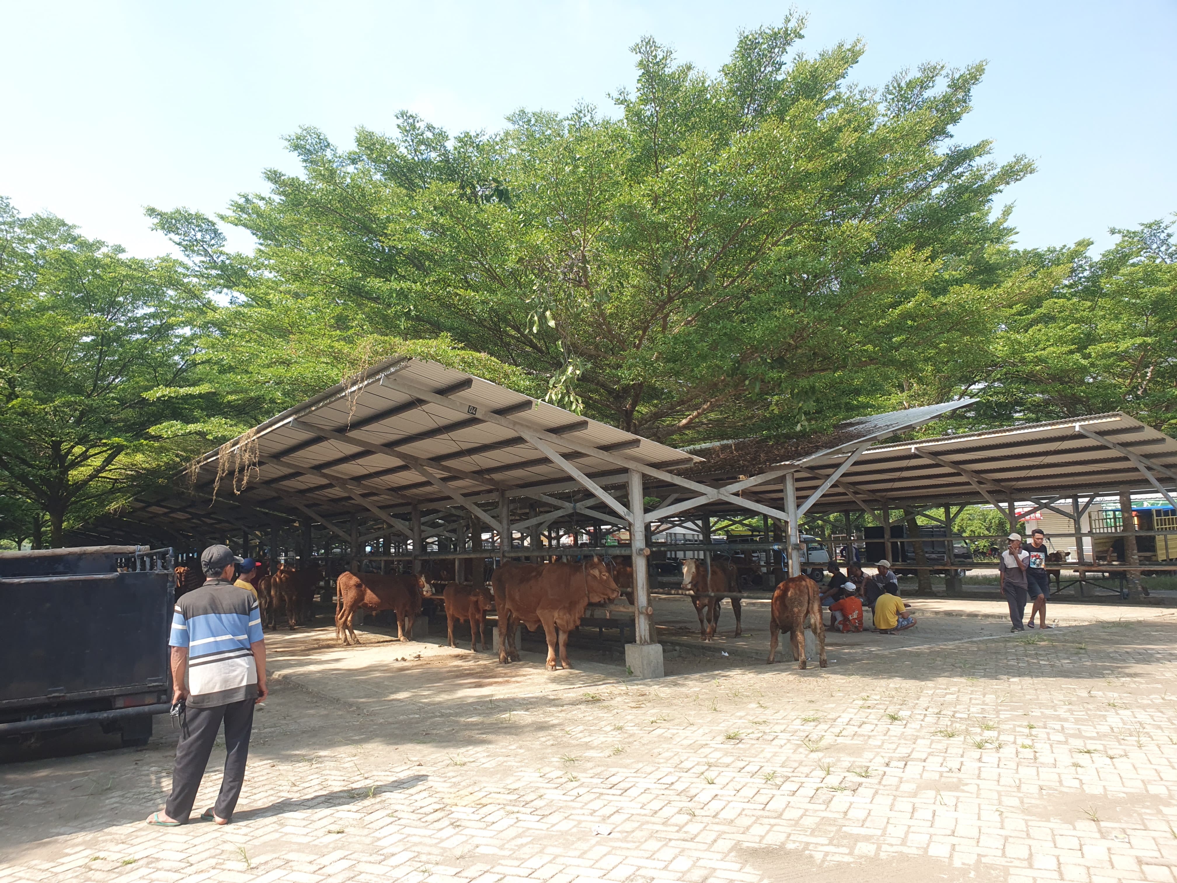 Suasana di Pasar Hewan Terpadu Tulungagung.