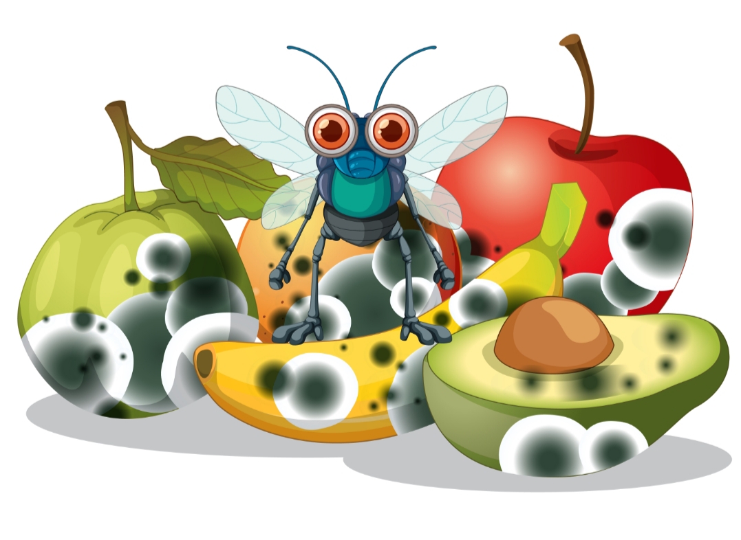 ilustrasi cara mengusir lalat buah @brgfx (freepik.com)