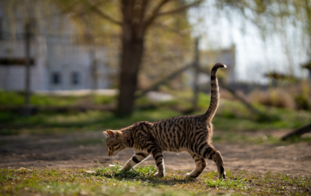 Kucing Berjalan Seperti Unta dan Jerapah @wirestock (freepik.com)