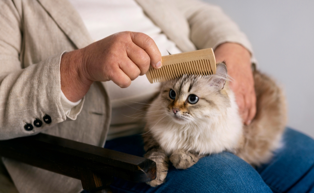 merawat kucing dirumah (freepik.com)