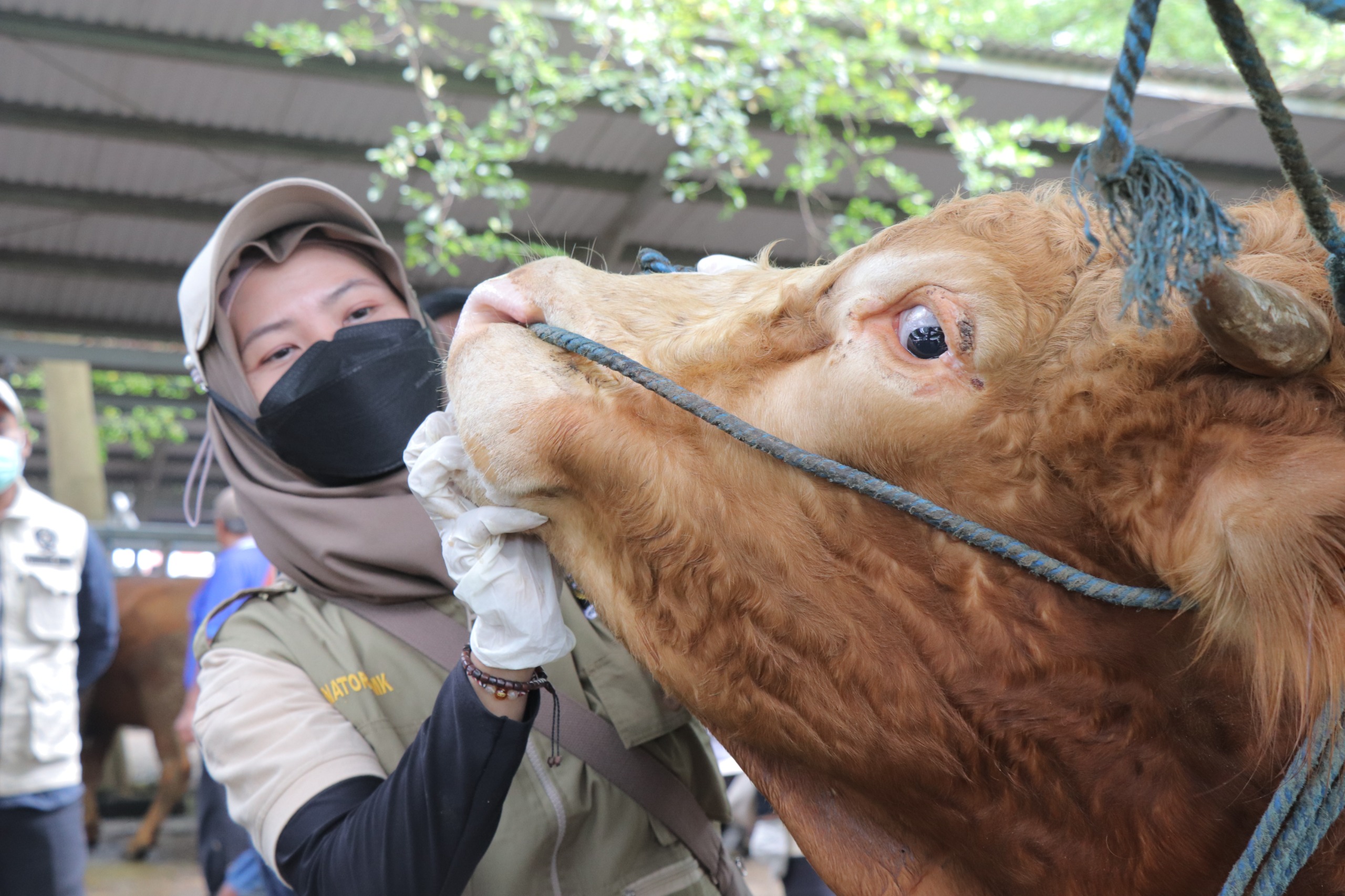 Petugas kesehatan hewan DPKH Tulungagung memeriksa kondisi salah satu sapi di Pasar Hewan Terpadu, Selasa (20/5/2025).