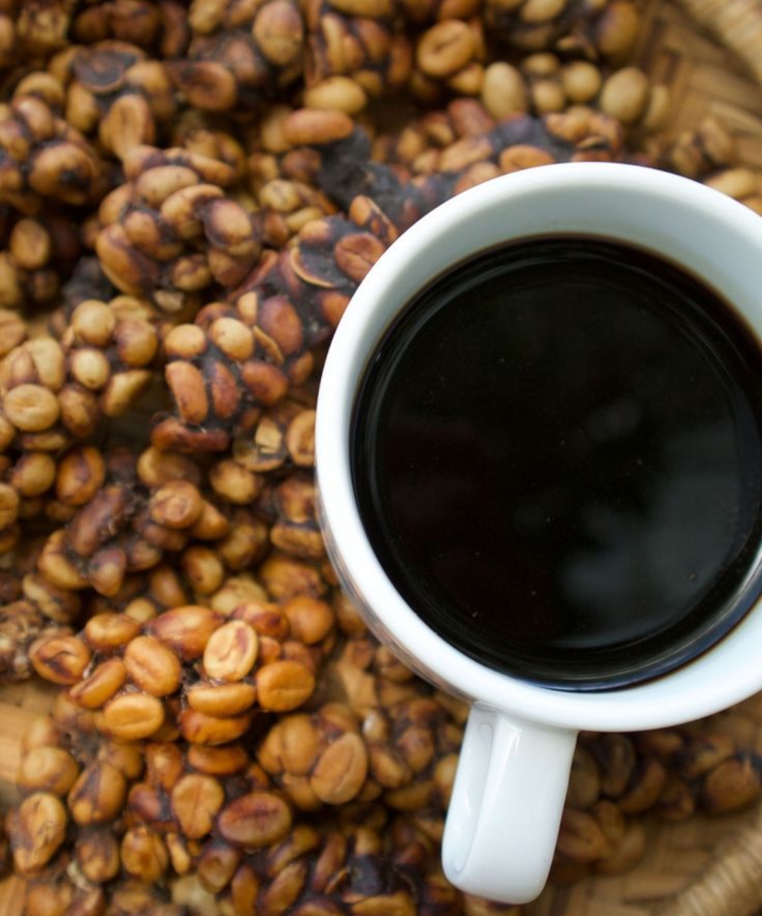 kopi luwak (pinterest.com)