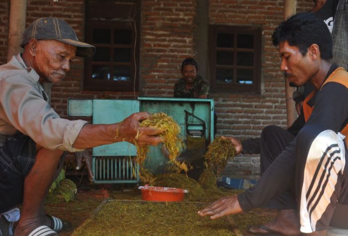 Desa Gebang, Tulungagung menjadi desa tembakau yang Menyumbang Cita Rasa Nusantara