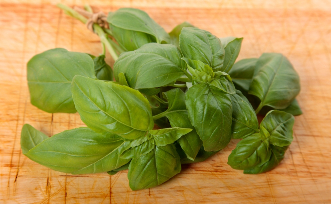 Kemangi salah satu pengendali hama @jcstudio (freepik.com)