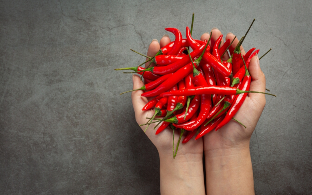 merawat tanaman cabai @jcomp (freepik.com)