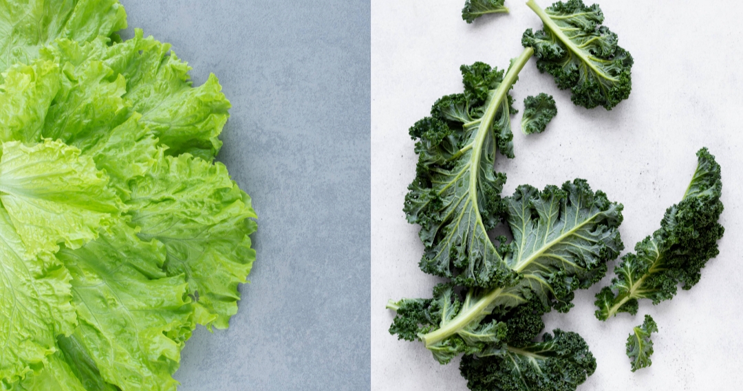 selada dan kale (Freepik.com)
