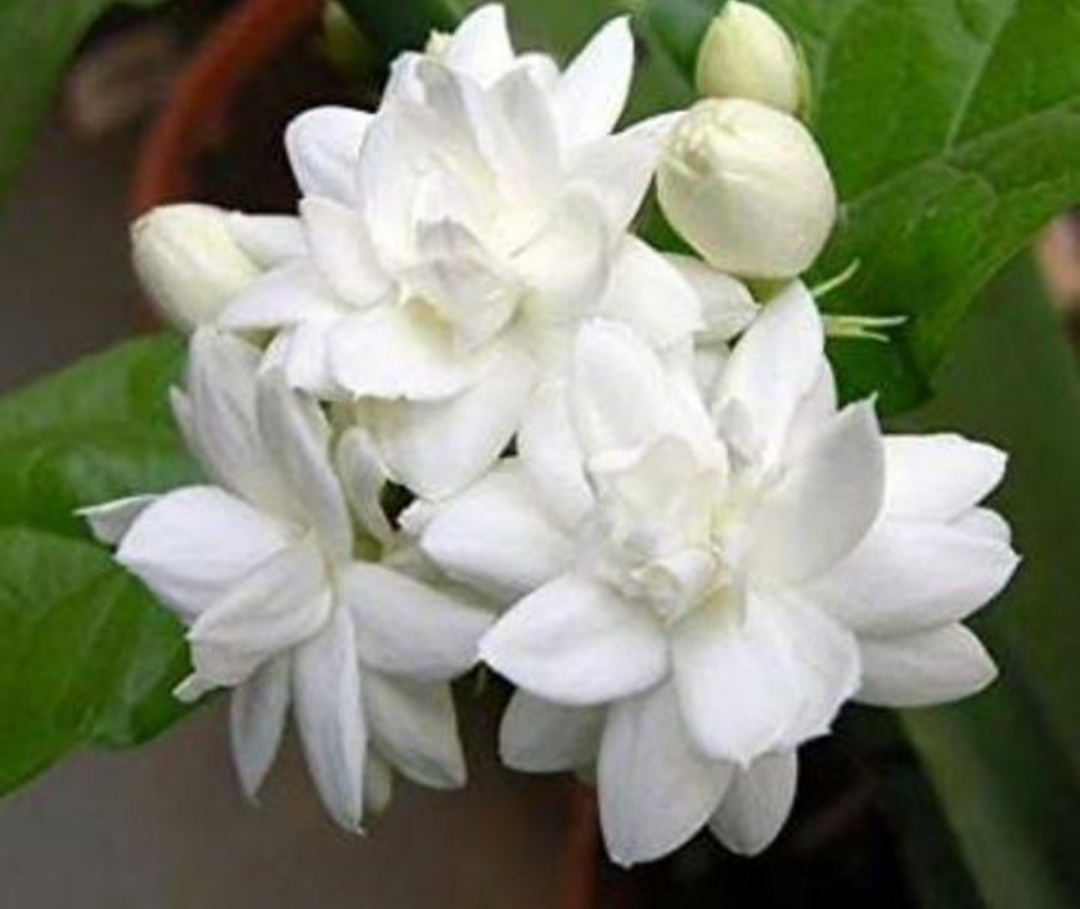 jenis - jenis melati @etsy (pinterest.com)