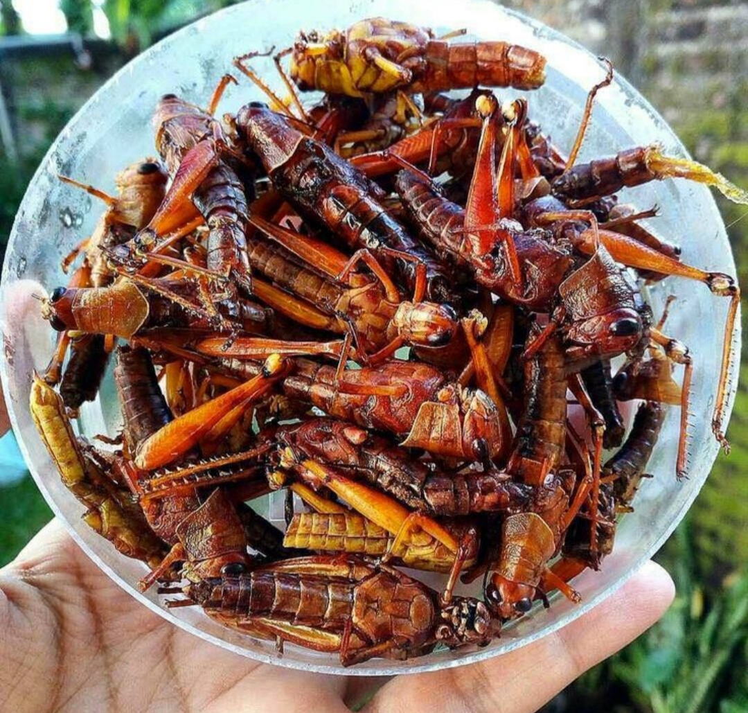 Salah satu kuliner yang cukup menantang adrenalin di Tulungagung adalah sate walang dan belalang goreng.