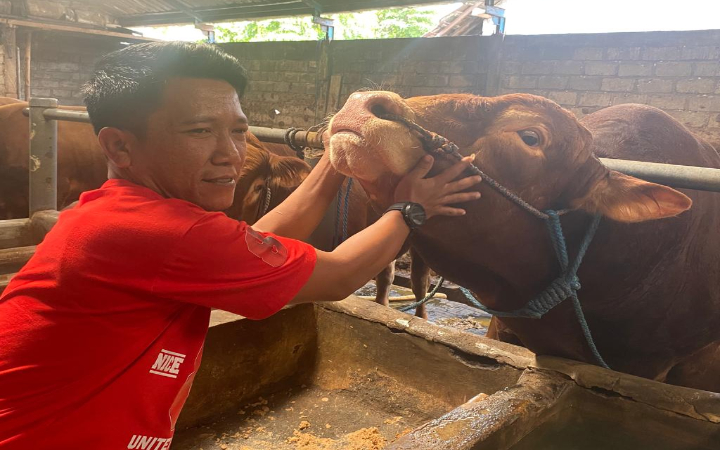 Sapi milik Agus Prasetyo, warga Desa Padangan, Kecamatan Ngantru, Tulungagung, yang dibeli Presiden Prabowo, saat Idul Adha tahun ini.