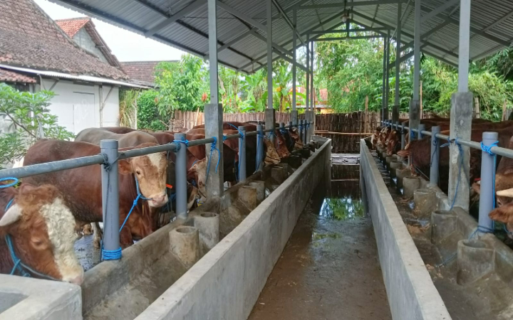 Tampak kandang sapi milik Agus Prasetyo warga Tulungagung. Sapi milik pria tersebut pada Idul Adha tahun ini dibeli Presiden Prabowo.