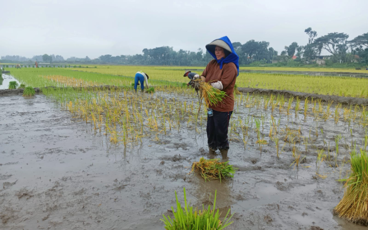 Petani Dusun/Desa Moyoketen, Kecamatan Boyolangu, Kabupaten Tulungagung, saat ini memasuki masa tanam. Namun masih ada keluhan terkait keterbatasan pupuk subsidi.