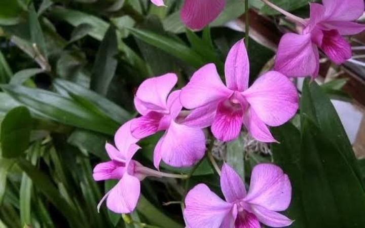 Keberadaan flora unik di Tulungagung ini menunjukkan pentingnya pelestarian alam di tengah arus pembangunan. Termasuk anggrek larut.