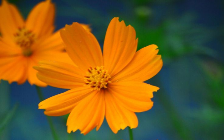 Berbagai tumbuhan khas Tulungagung, termasuk tanaman endemik, merupakan potensi flora yang luar biasa.