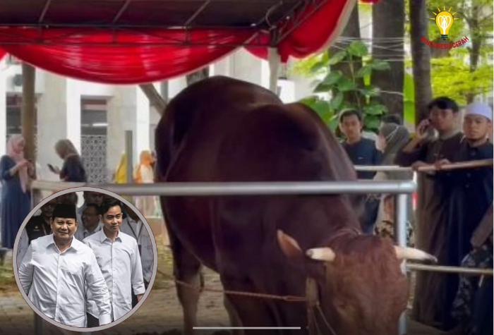 Sapi kurban dari Presiden Prabowo dan Wapres Gibran di Masjid Istiqlal, Jakarta.