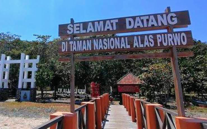 Terletak di ujung timur Pulau Jawa, Taman Nasional Alas Purwo, di Banyuwangi menawarkan pesona alam liar yang menakjubkan sekaligus misterius.