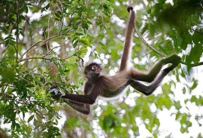 lutung gunung di Tulungagung punah, inilah penyebabnya