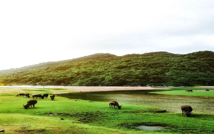 Kecamatan Munjungan di Trenggalek terkenal memiliki deretan pantai indah yang masih sangat alami dan belum banyak tersentuh tangan wisatawan. Salah satu pantai di Munjungan adalah Pantai Kebo.