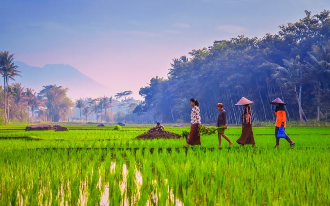ilustrasi healing menenangkan pikiran  di sekitar persawahan tulungagung