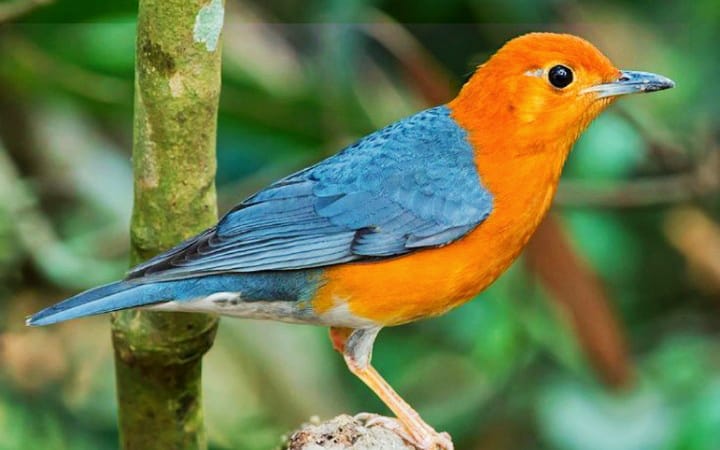 TULUNGAGUNG - Burung Anis Merah (Zoothera citrina) merupakan salah satu burung Si Raja kicau yang paling digemari di Indonesia.