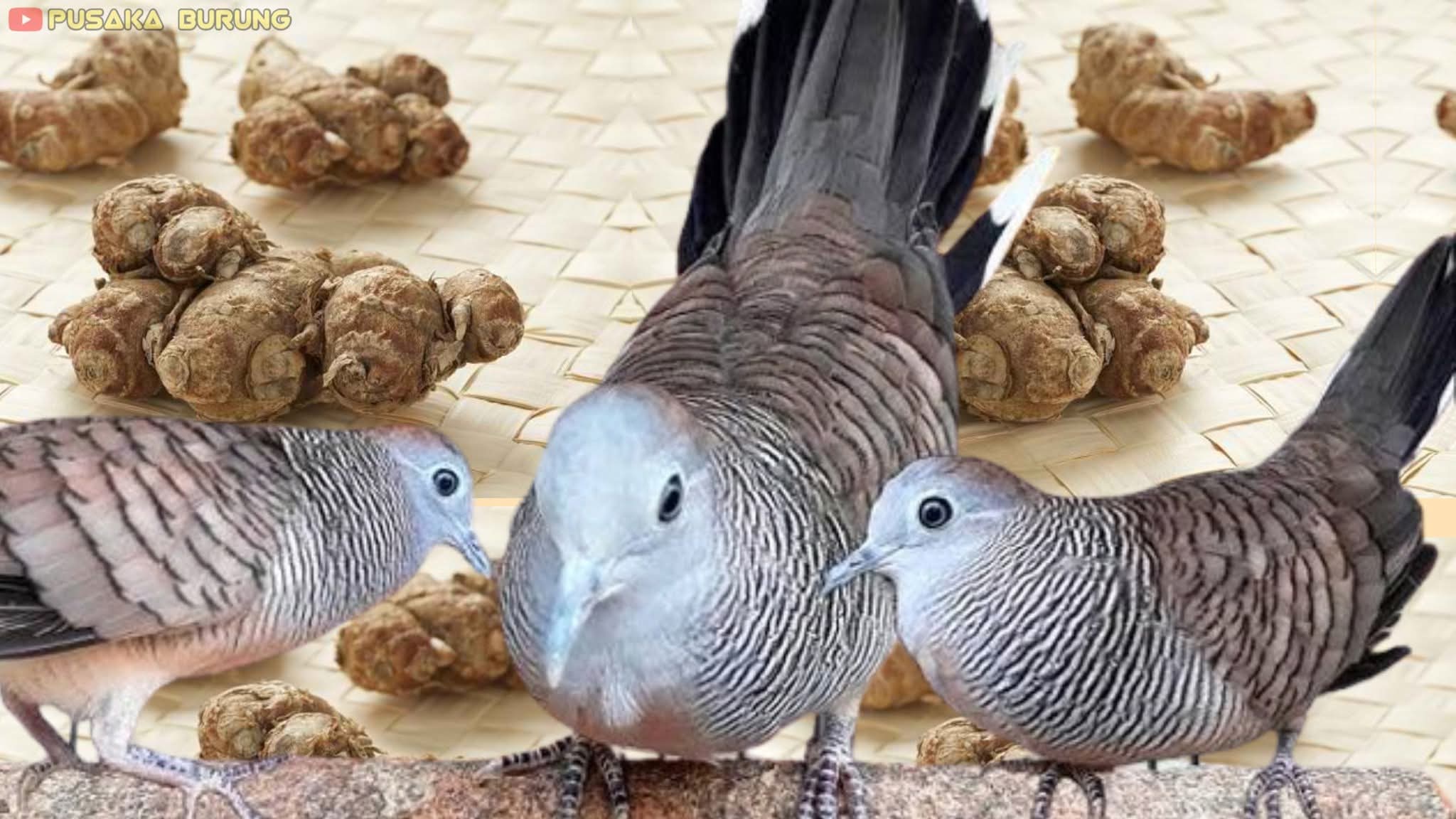 Bagi para pecinta burung perkutut di Tulungagung, menjaga kualitas suara dan kesehatan pernapasan burung adalah hal yang sangat penting.