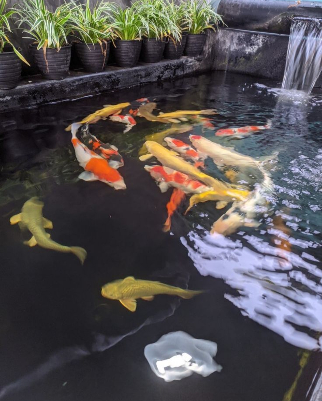 Warga Tulungagung banyak yang memelihara ikan di rumahnya merupakan fenomena unik.
