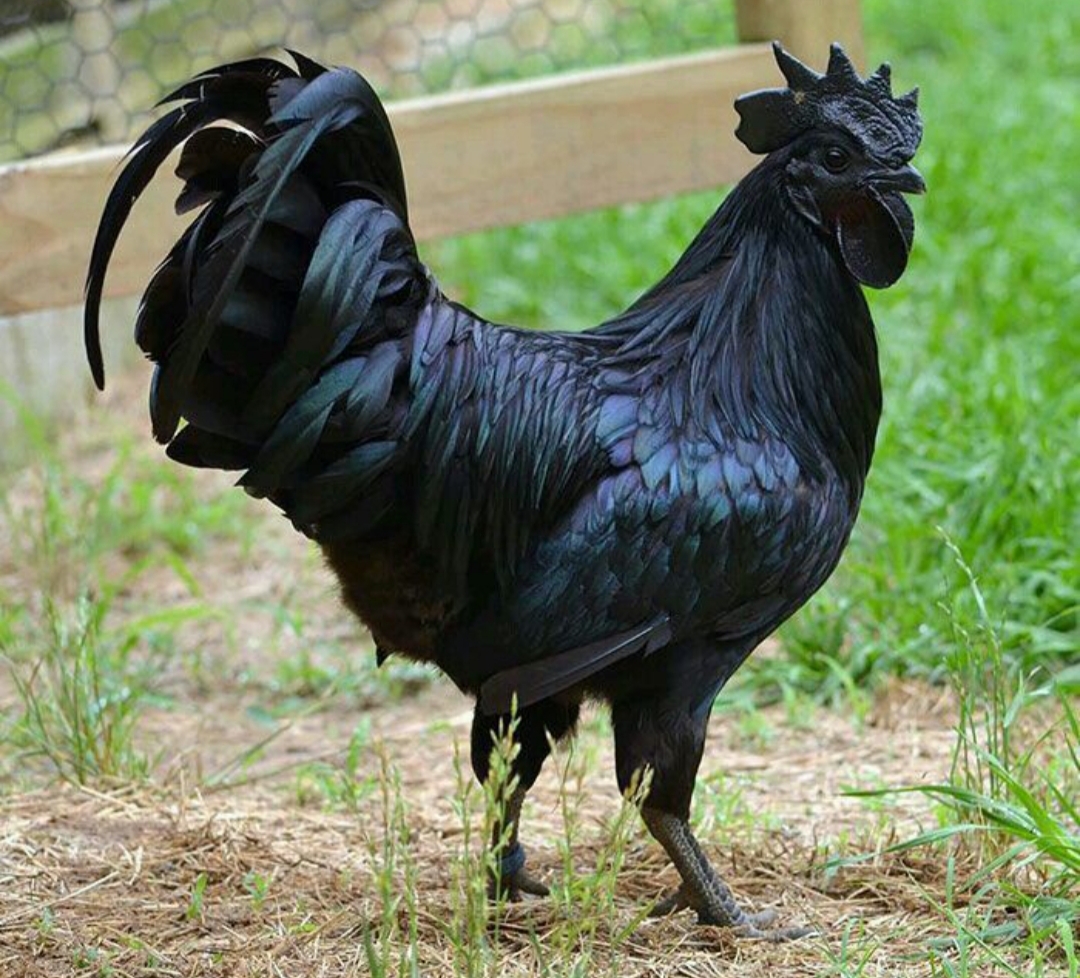 Ayam cemani di sebagian wilayah Tulungagung memang lekat dengan cerita-cerita mistik.