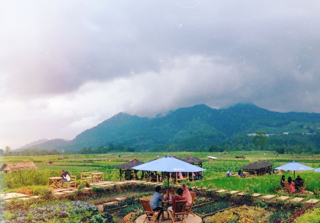 Pemandangan unik yang hanya muncul saat musim panen di Tulungagung, yakni lapak dadakan di tengah sawah.