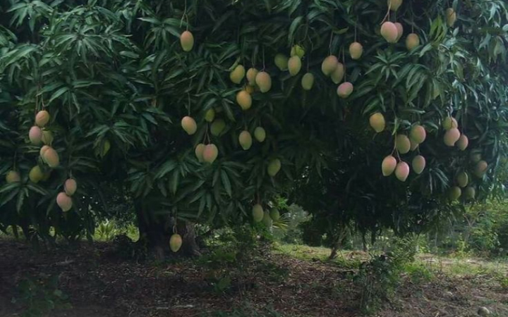 Di beberapa desa di Tulungagung, kamu bisa menemukan pohon mangga, jambu, atau sirsak tumbuh liar di pinggir jalan.