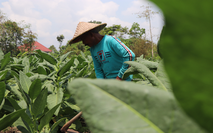 Hasil tembakau di Tulungagung selama ini menjadi objek pendapatan negara lewat cukai dan dimanfaatkan kembali untuk sektor terkait.