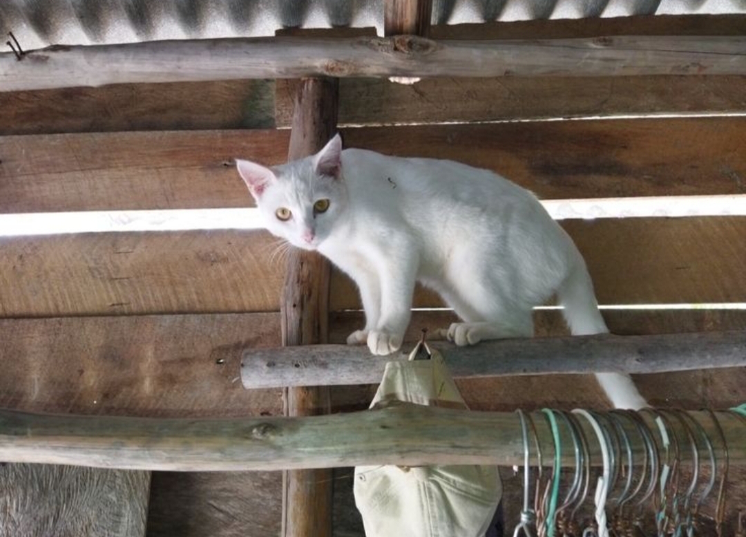 Di banyak kampung, terutama di Tulungagung, kucing bukan sekadar hewan liar. Mereka adalah bagian dari kehidupan sehari-hari.