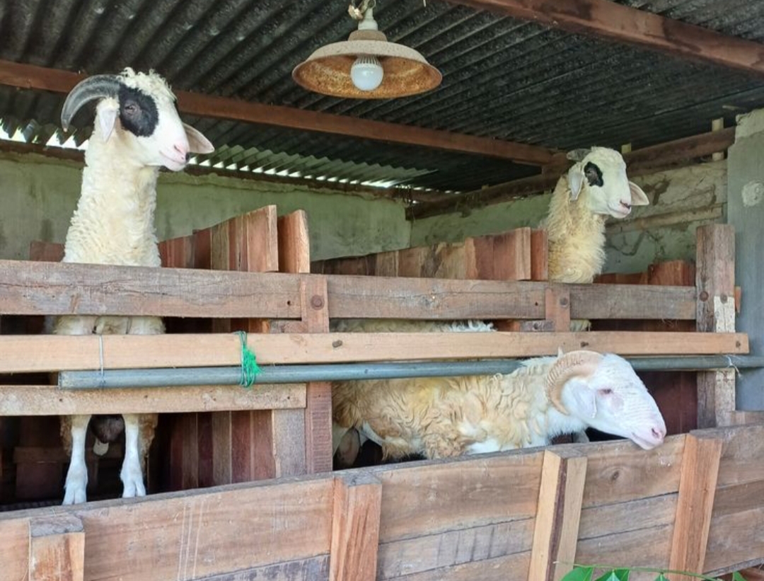 Di kampung, hewan peliharaan bukan sekadar binatang mereka adalah bagian dari keluarga yang jadi kebanggaan, kambing yang dirawat dengan baik.