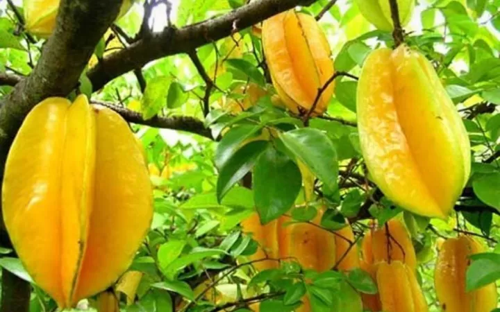 Agrowisata Belimbing Moyoketen terletak di Desa Moyoketen ( Dusun Cluwok ), Kecamatan Boyolangu, Tulungagung, Jawa Timur.