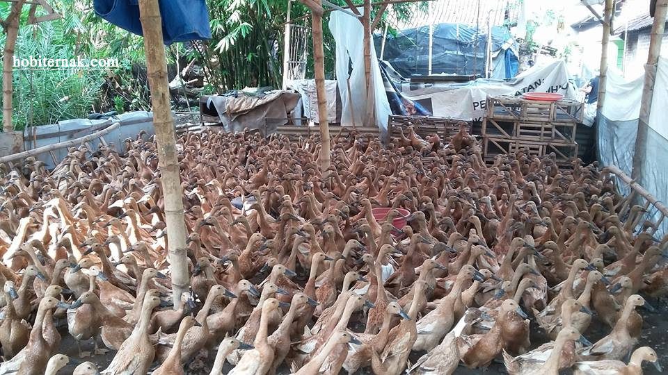 Potensi Menjadi Peternak Bebek Petelur di Tulungagung, berikut ulasannya