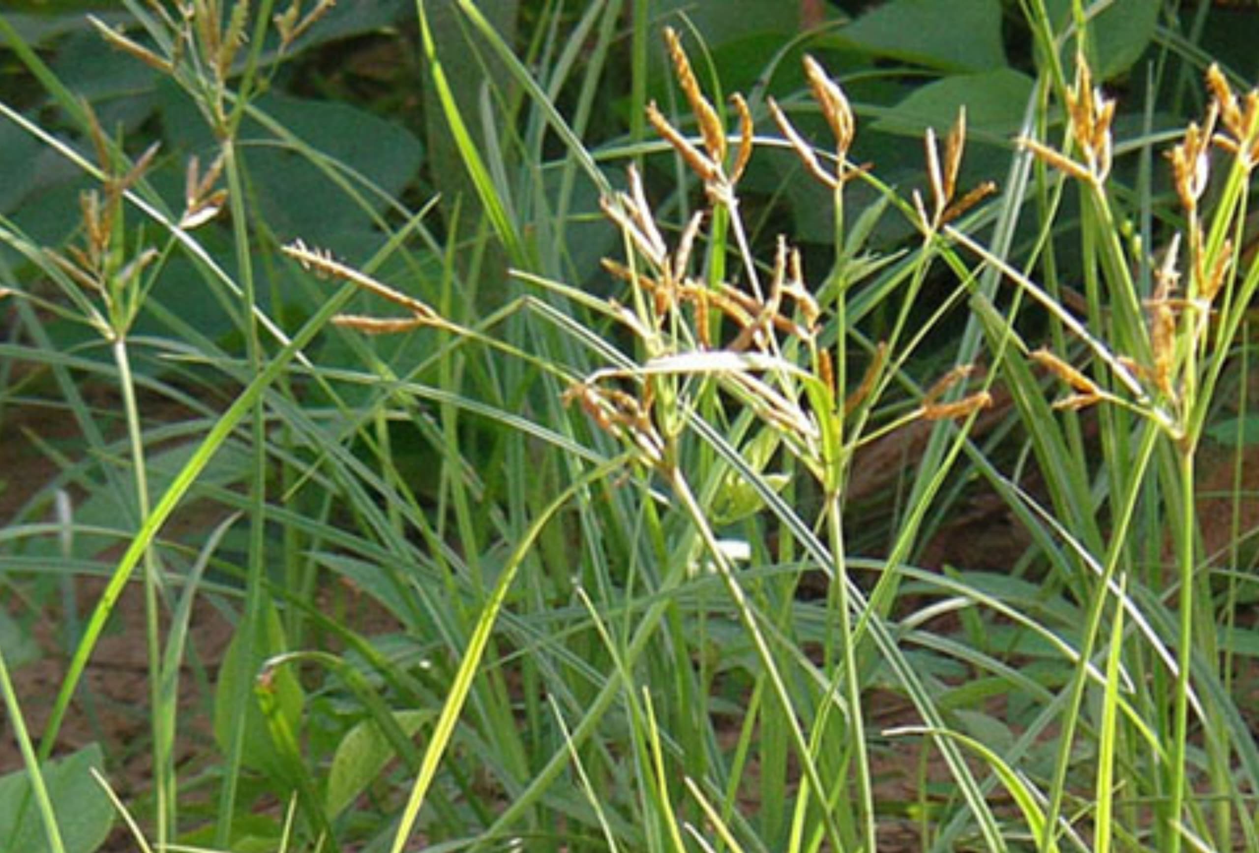 Rumput Teki