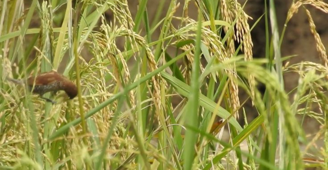 Burung emprit di sawah Tulungagung hiburan gratis para petani tiap pagi ketika melintas.