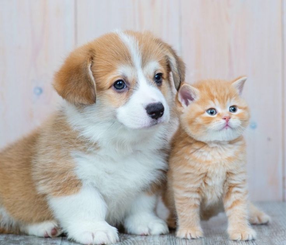 Di Tulungagung, ada penjaga yang tak berseragam, tak bergaji, tapi tetap setia menjaga warung dan kampung yaitu kucing maupun anjing.
