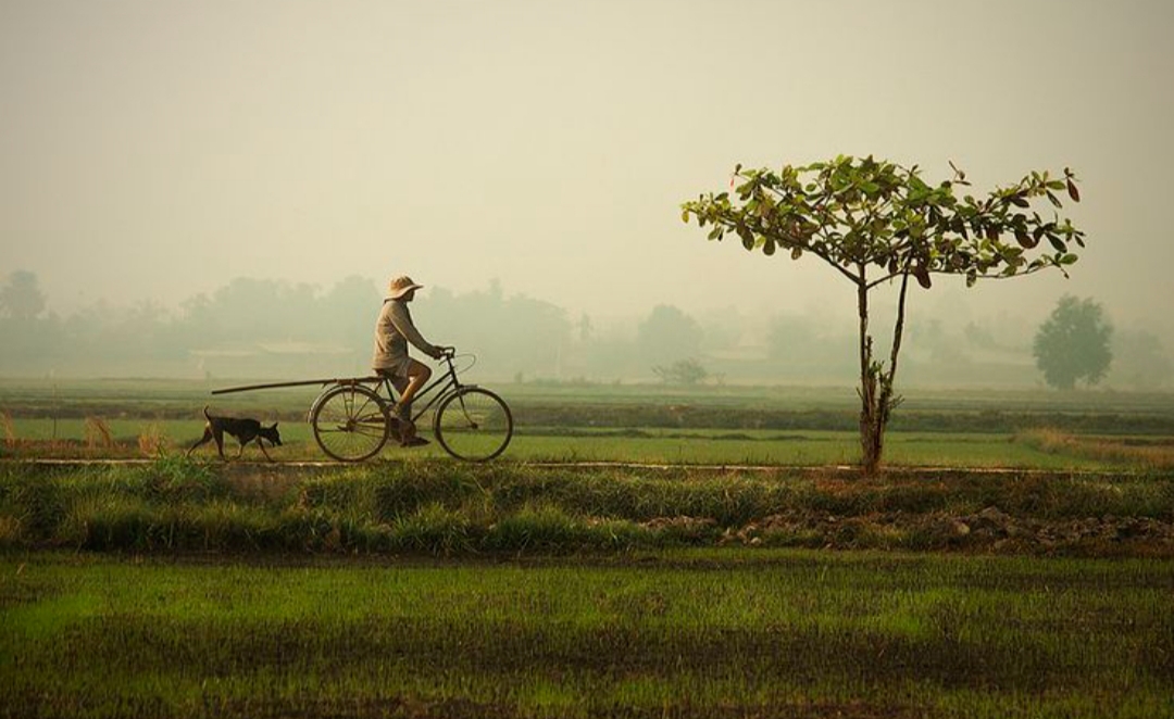Di tengah deru kendaraan bermotor dan padatnya lalu lintas masih ada pemandangan yang bikin hati hangat di Tulungagung seorang bapak  santai mengayuh sepeda onthel tua  di sawah.